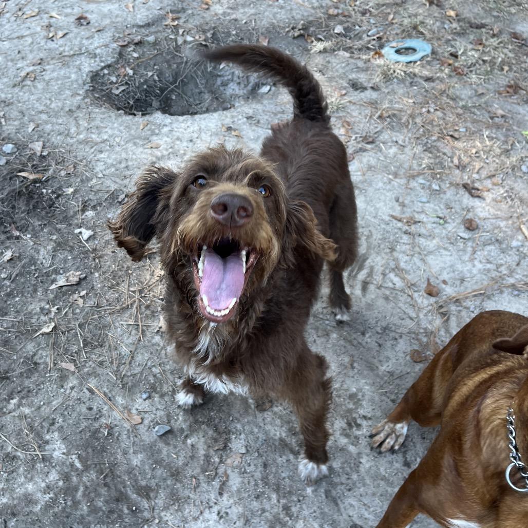 Baylee, a Adoptable mixed breed in Smithfield, NC image 3/3