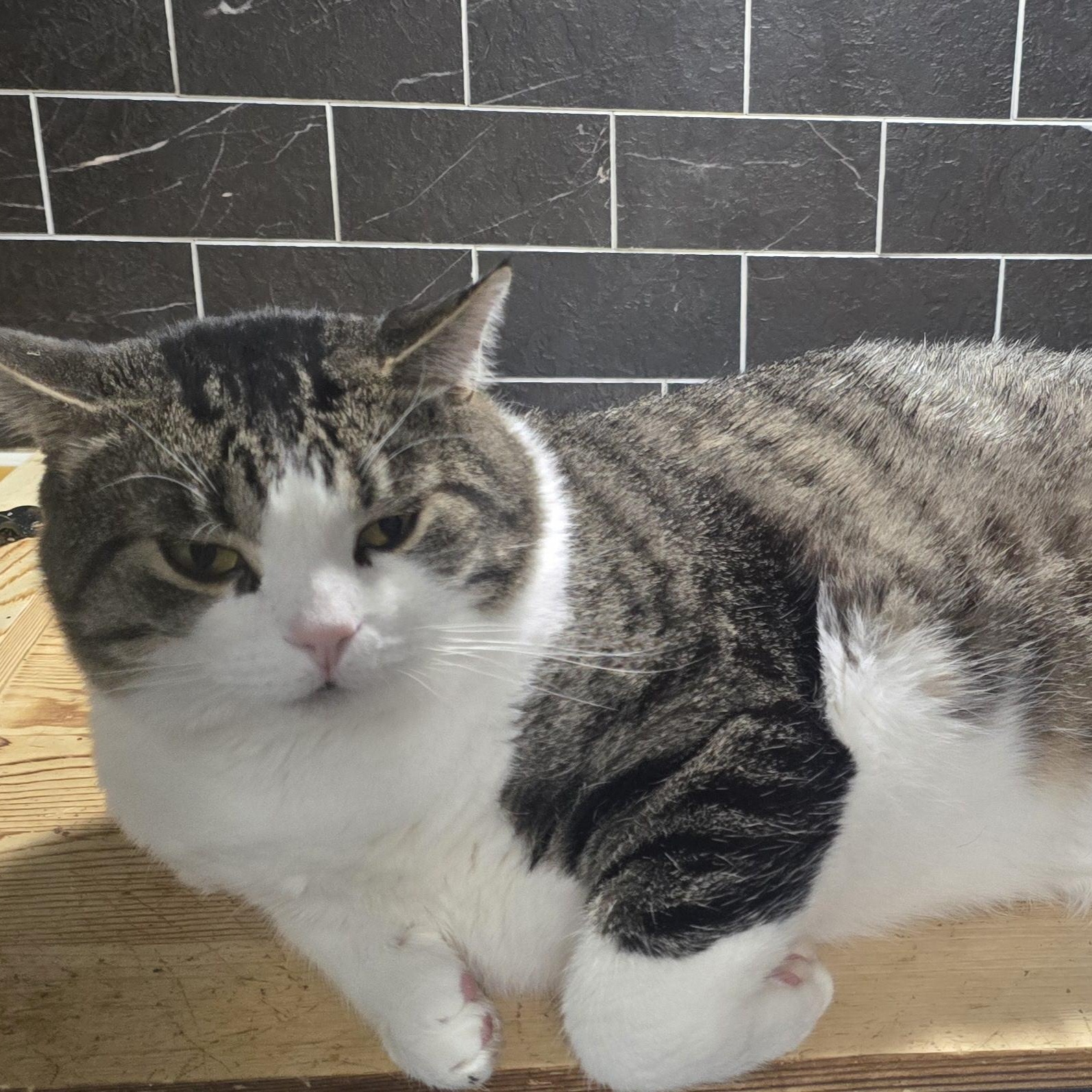PK, an adoptable Domestic Short Hair in Carthage, NY, 13619 | Photo Image 1