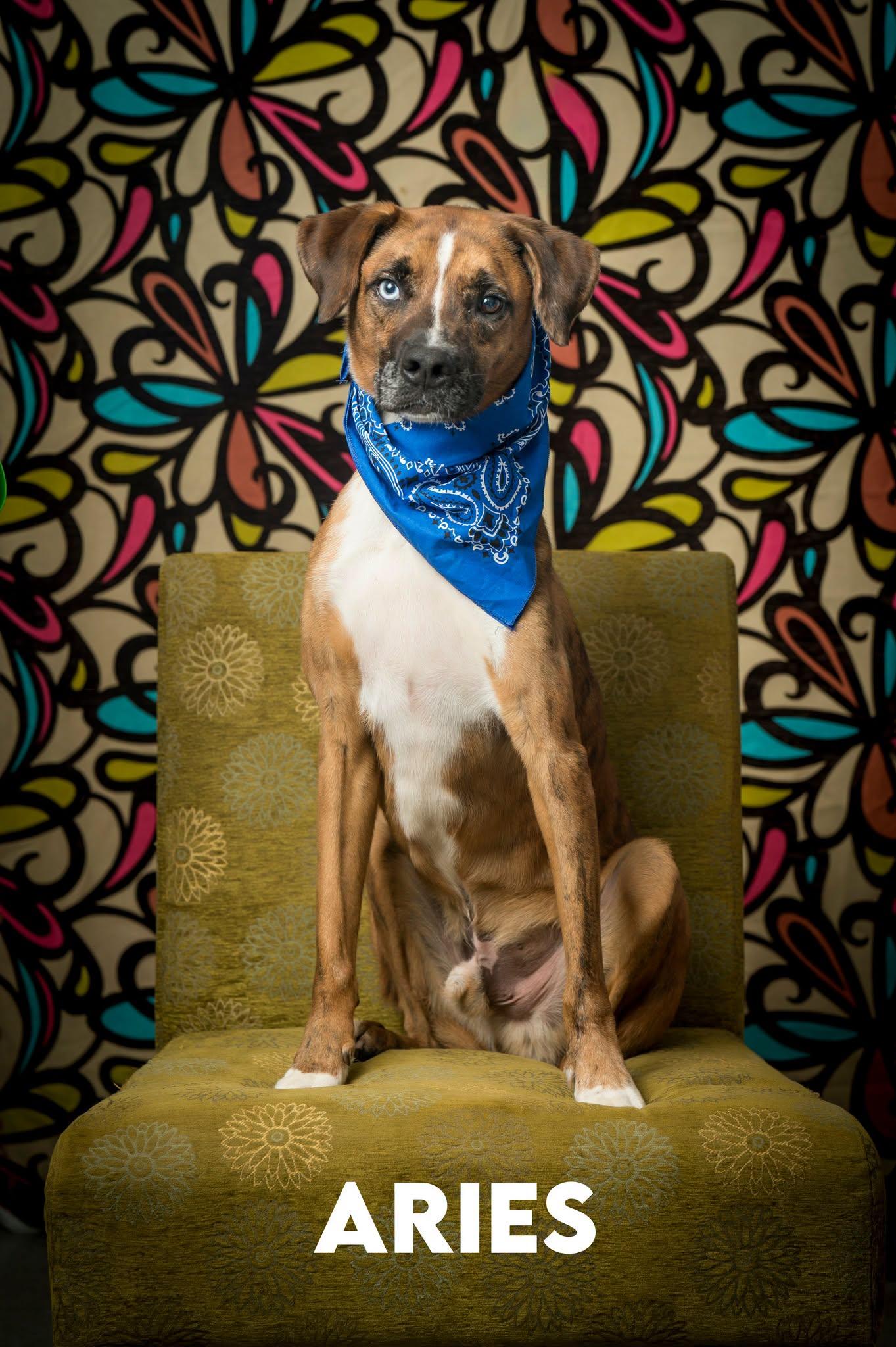Enlarge Ares, a ADOPTABLE Mixed Breed in North Myrtle Beach, SC image 1/4