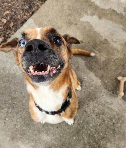 Enlarge Ares, a ADOPTABLE Mixed Breed in North Myrtle Beach, SC image 2/4