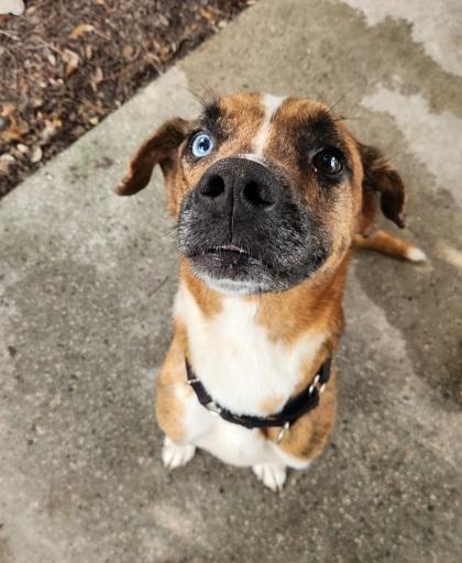 Enlarge Ares, a ADOPTABLE Mixed Breed in North Myrtle Beach, SC image 3/4