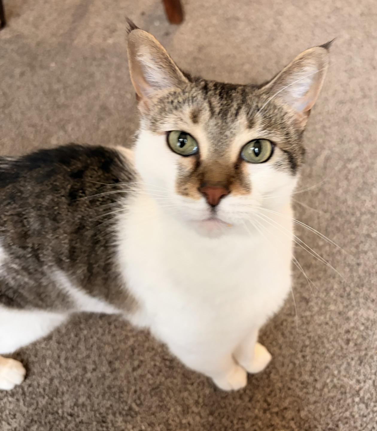 SuSu, a Adoptable mixed breed in Troy, MI image 1/6