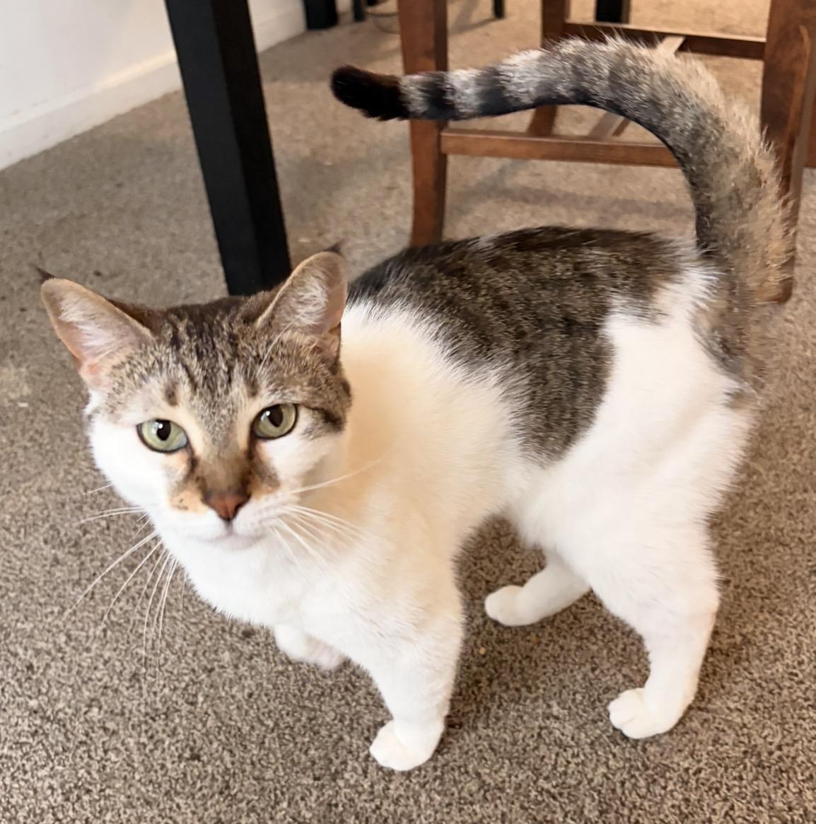 SuSu, a Adoptable mixed breed in Troy, MI image 3/6