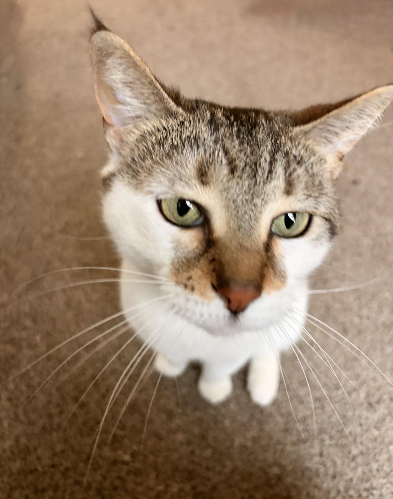 SuSu, a Adoptable mixed breed in Troy, MI image 4/6
