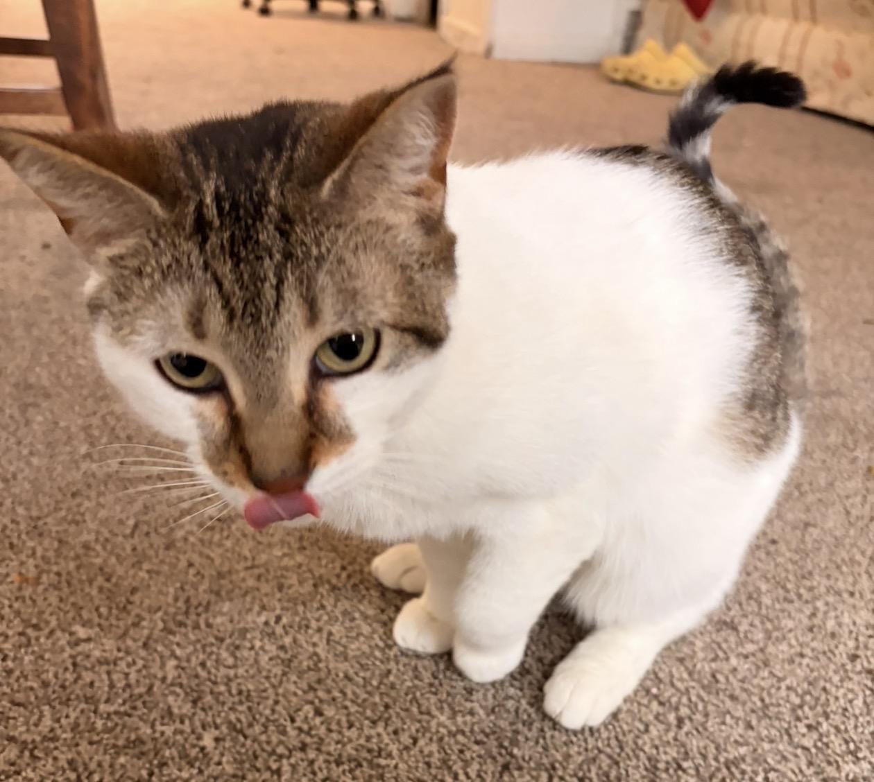 SuSu, a Adoptable mixed breed in Troy, MI image 5/6