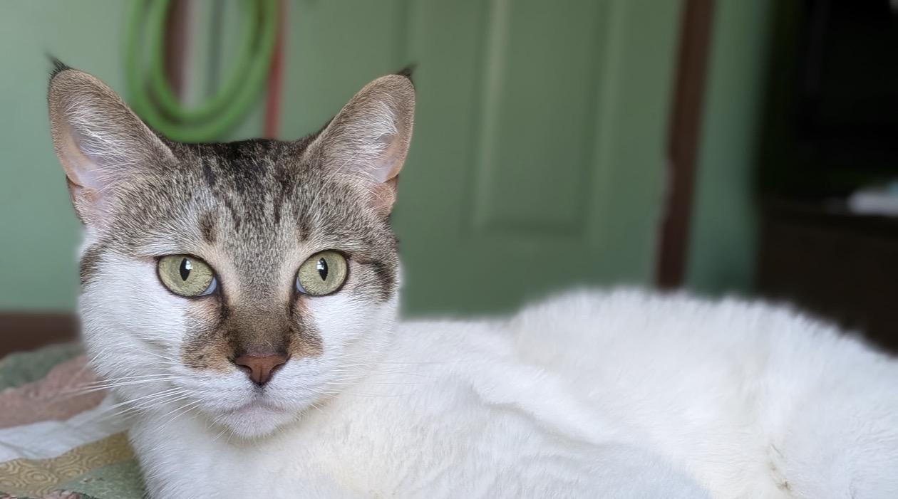 SuSu, a Adoptable mixed breed in Troy, MI image 6/6