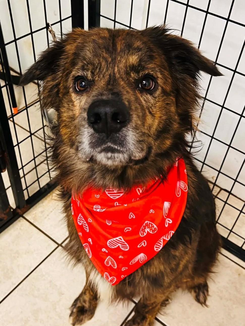 Enlarge HERCULES, a ADOPTABLE mixed breed in Coudersport, PA image 1/1