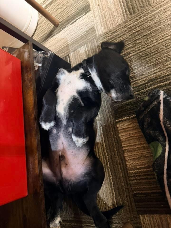 Phelps Black, Adoptable, Puppy Male Beagle & Border Collie.