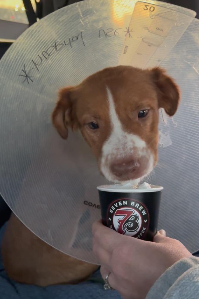 Janie, Adoptable, Young Female Australian Shepherd & Mixed Breed.