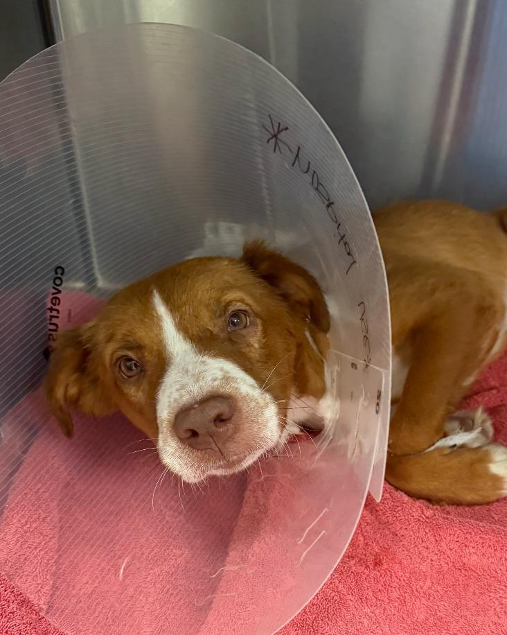 Enlarge Janie, a Adoptable mixed breed in Fayetteville, AR image 2/2