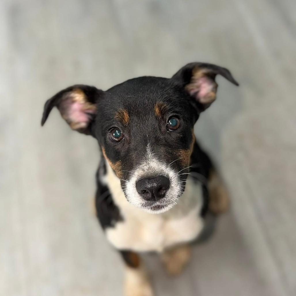 Snickers, Adoptable, Young Male Australian Shepherd.