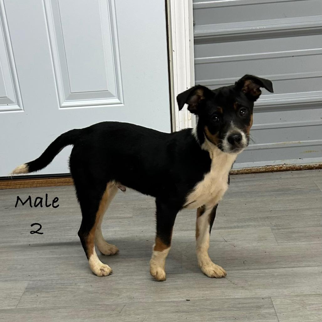 Enlarge Snickers, a Adoptable Australian Shepherd in Princeton, KY image 2/3