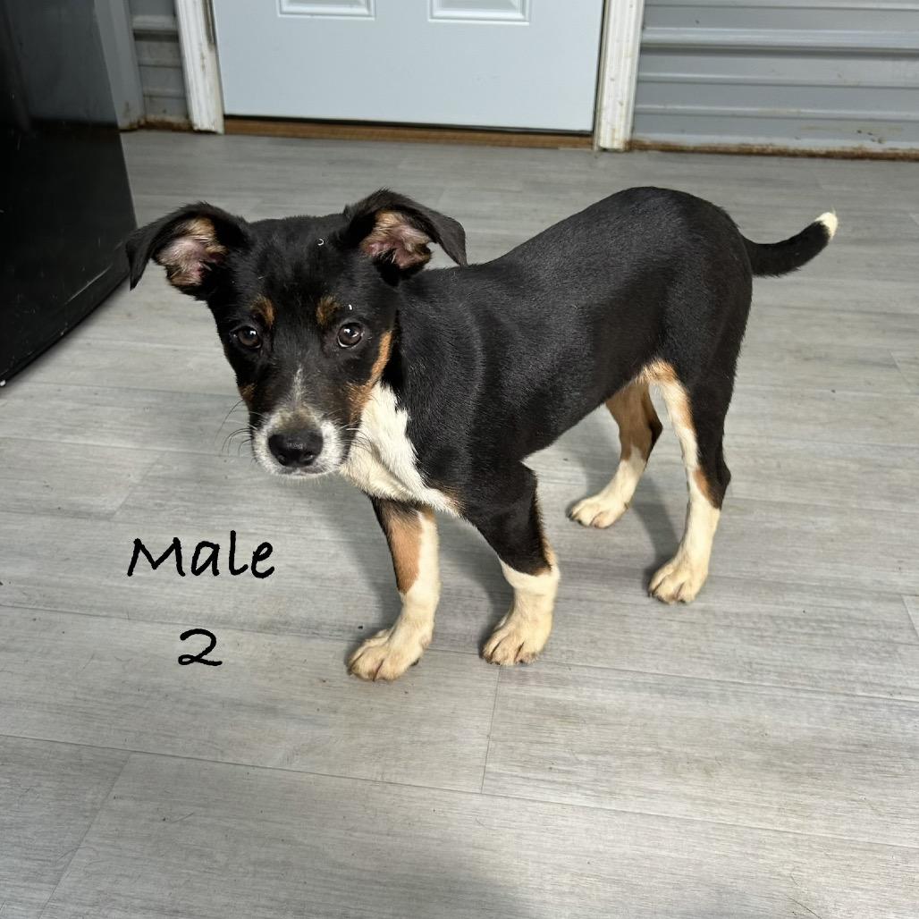 Enlarge Snickers, a Adoptable Australian Shepherd in Princeton, KY image 3/3