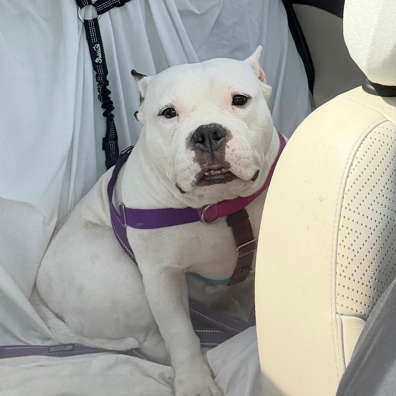 Enlarge Frances Beam, a Adopted mixed breed in Boardman, OH image 2/5