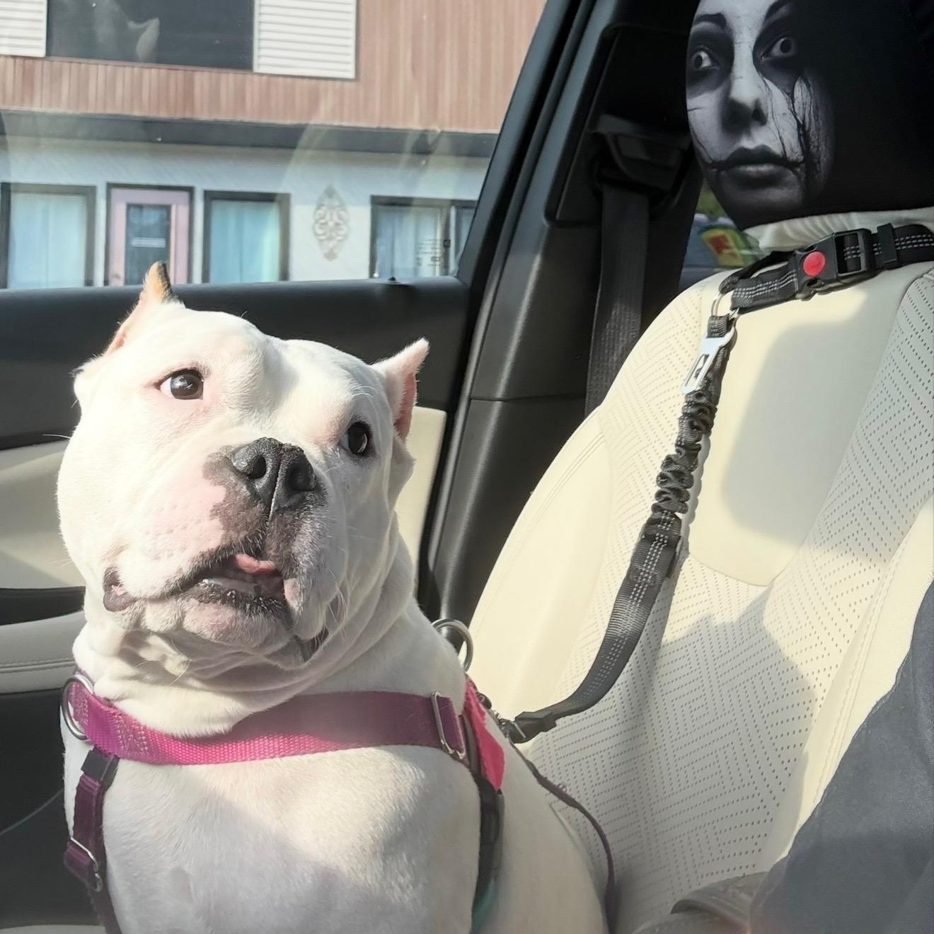 Enlarge Frances Beam, a Adopted mixed breed in Boardman, OH image 4/5