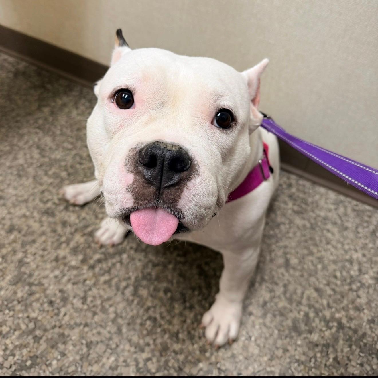 Enlarge Frances Beam, a Adopted mixed breed in Boardman, OH image 3/5