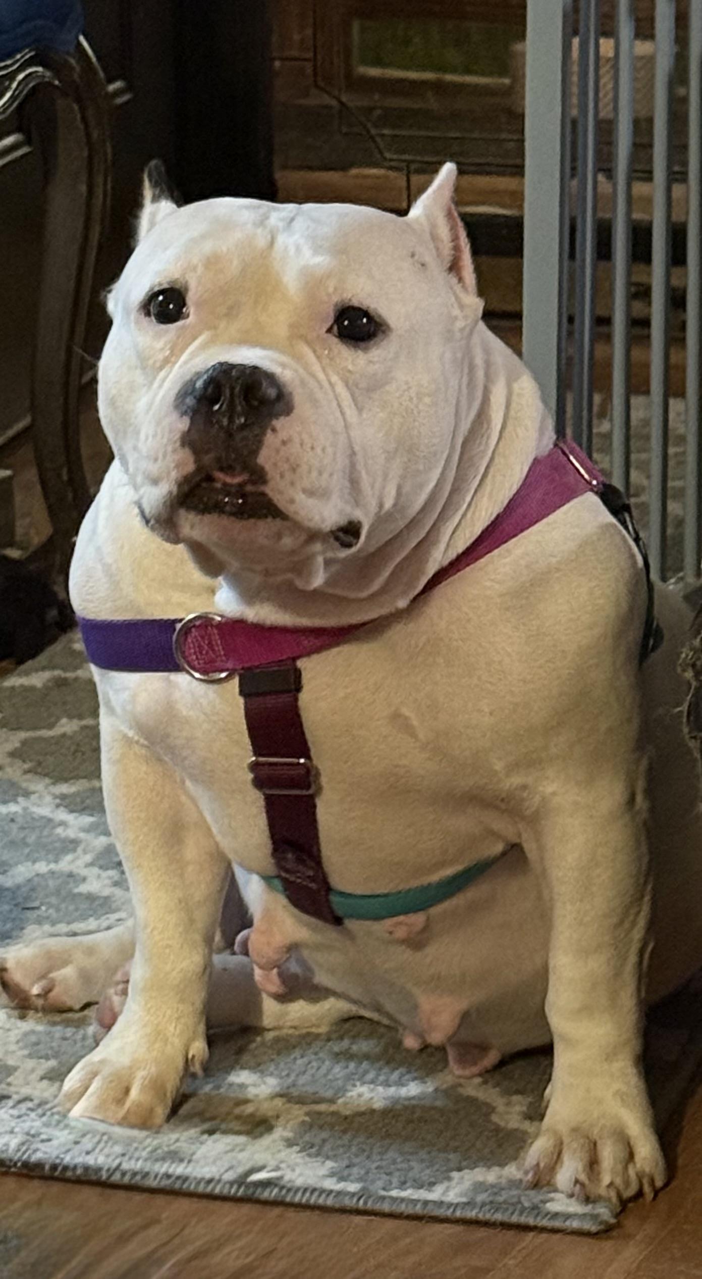 Enlarge Frances Beam, a Adopted mixed breed in Boardman, OH image 5/5