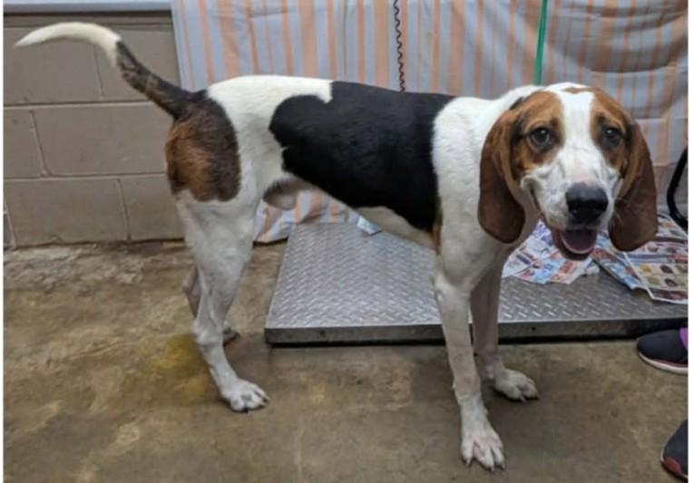 Arthur, Adoptable, Adult Male Treeing Walker Coonhound.