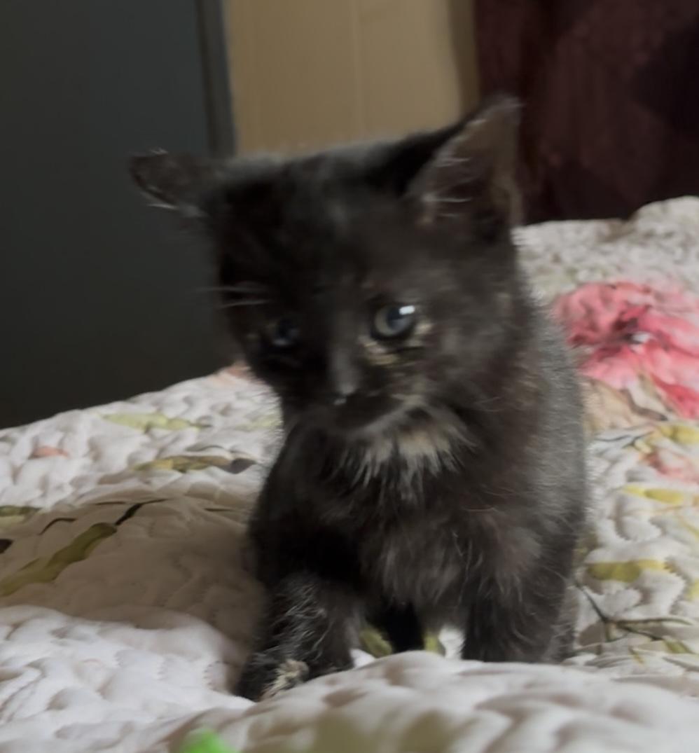 Enlarge Muffin, a Adoptable Tortoiseshell in Lancaster, CA image 1/5