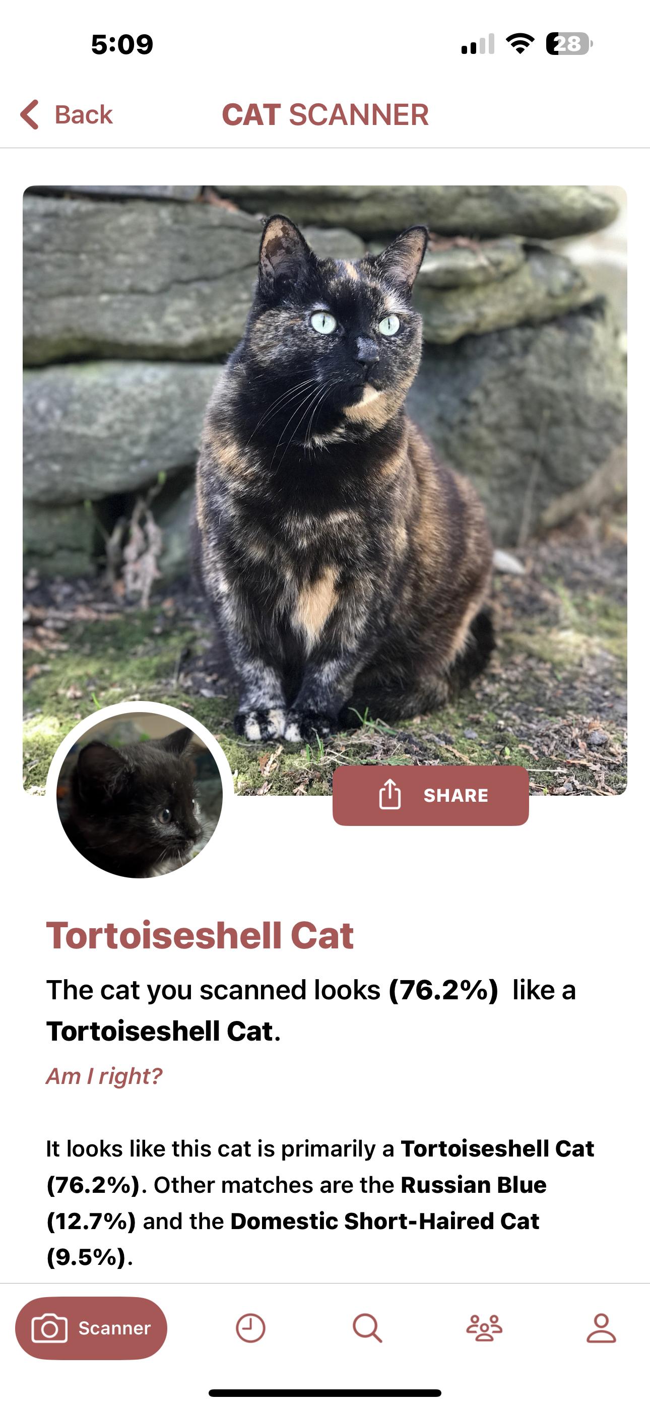 Enlarge Muffin, a Adoptable Tortoiseshell in Lancaster, CA image 2/5