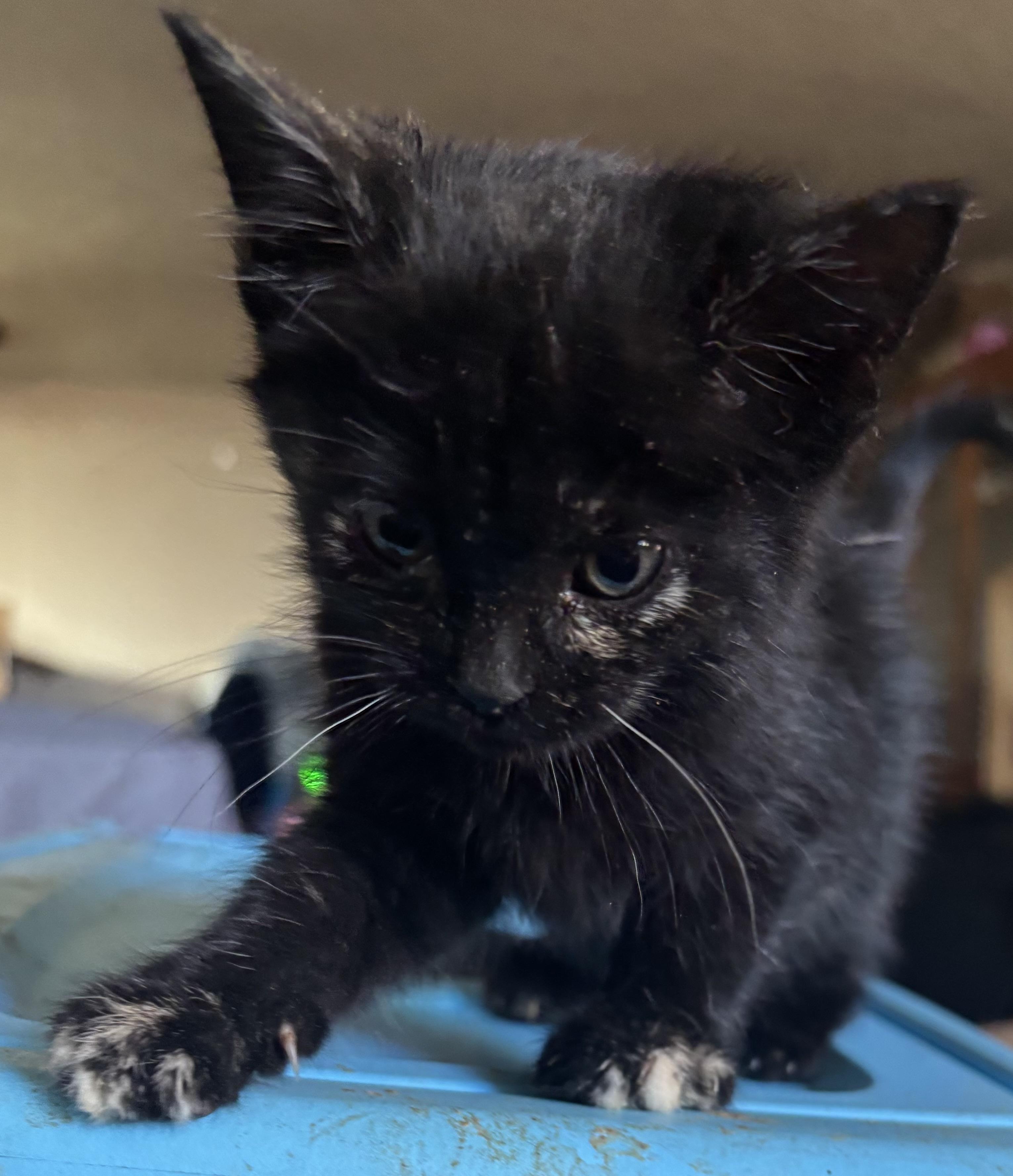 Enlarge Muffin, a Adoptable Tortoiseshell in Lancaster, CA image 3/5