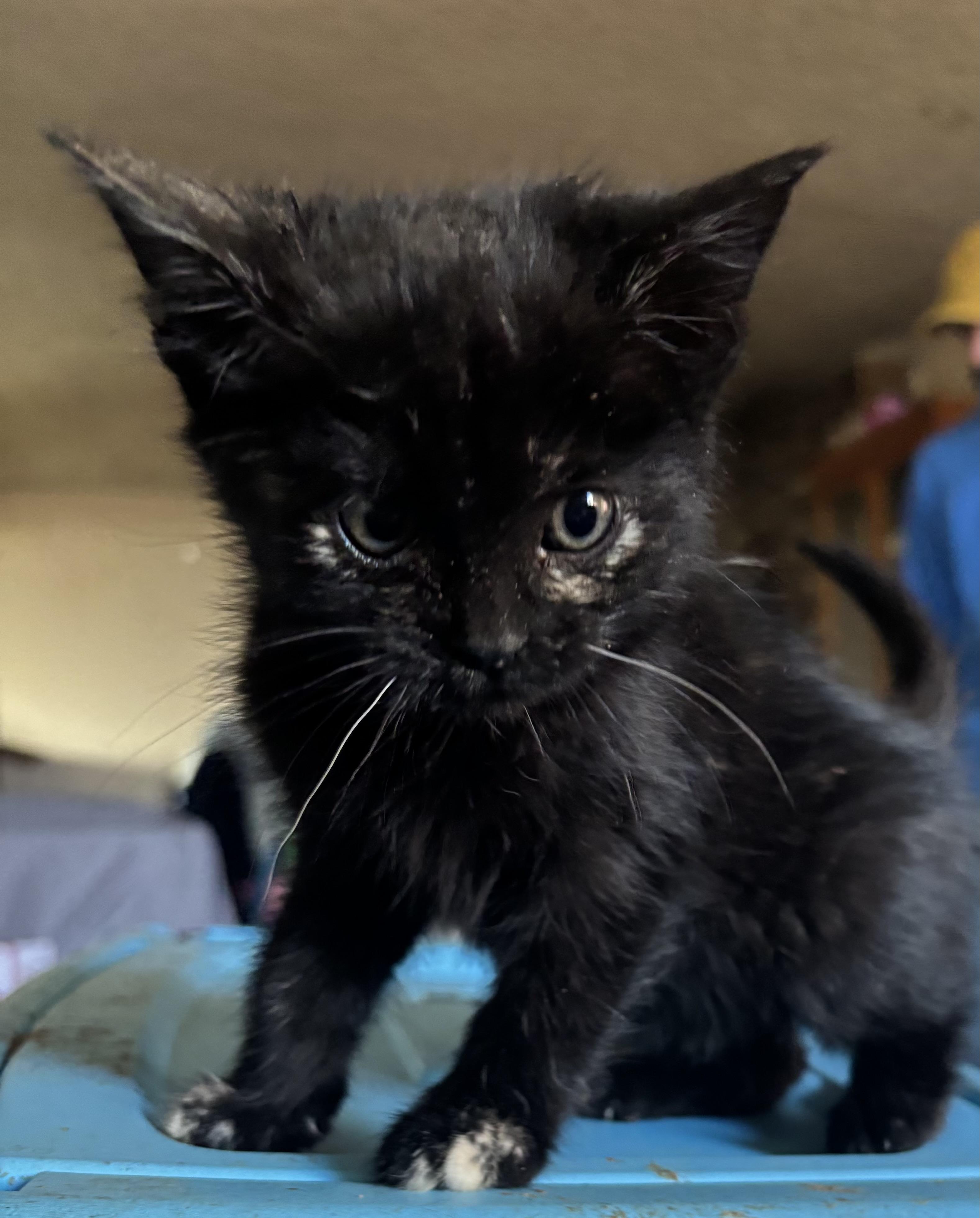 Enlarge Muffin, a Adoptable Tortoiseshell in Lancaster, CA image 4/5