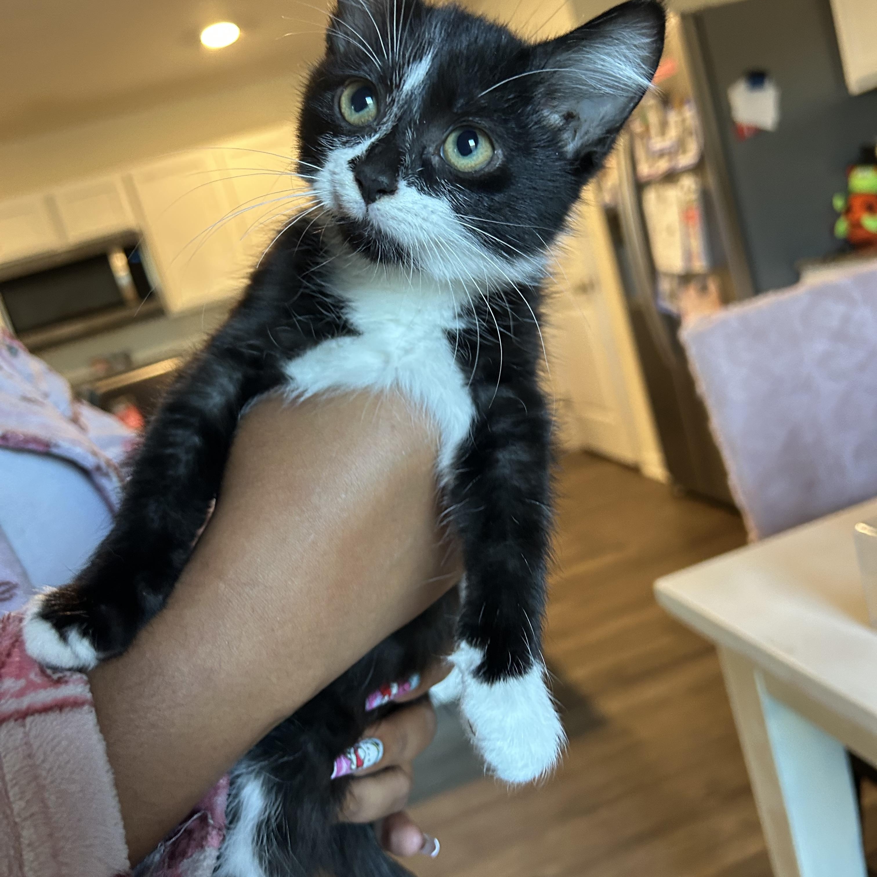 Bam, Adoptable, Kitten Male Domestic Medium Hair.