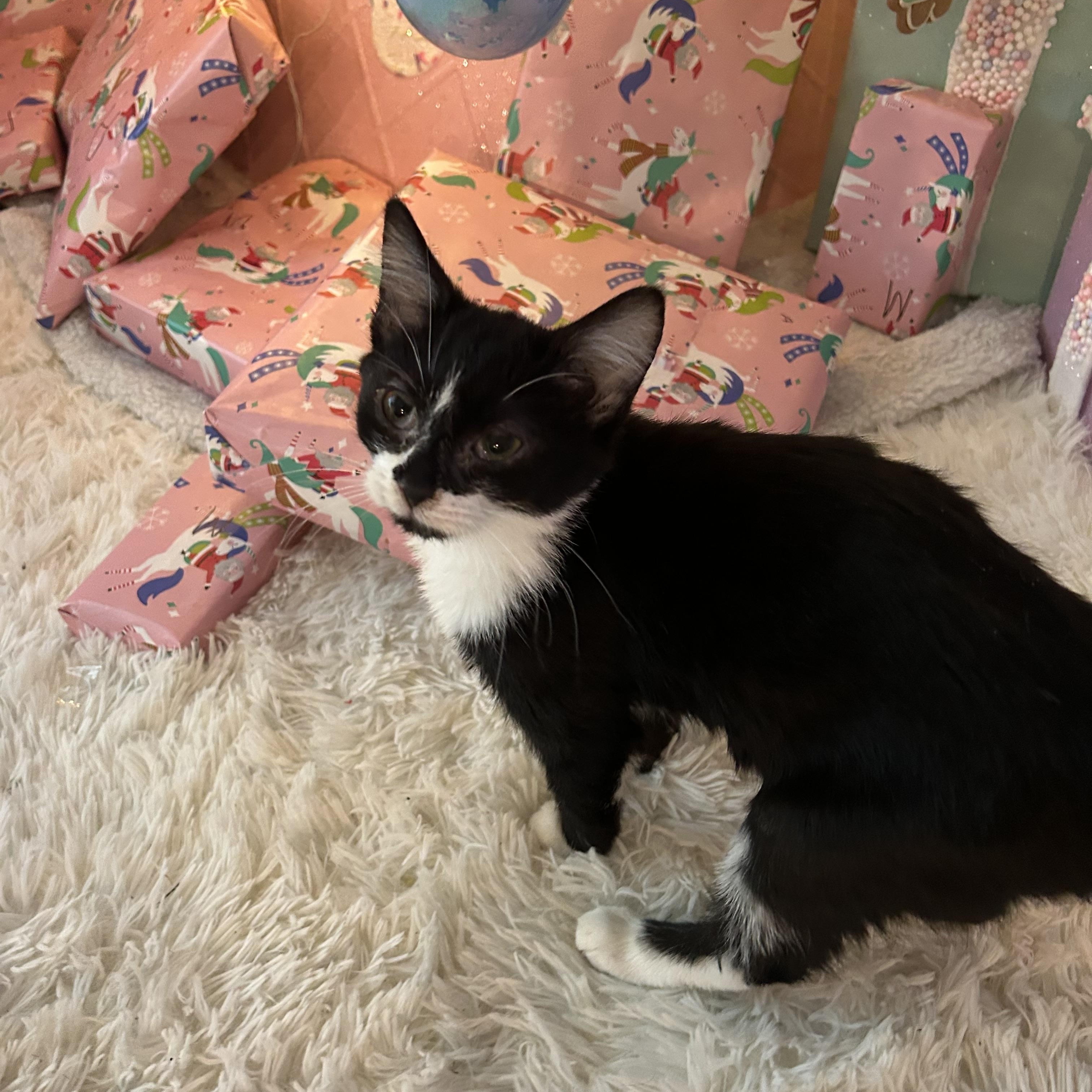 Enlarge Bam, a Adoptable mixed breed in Fort Oglethorpe, GA image 2/3