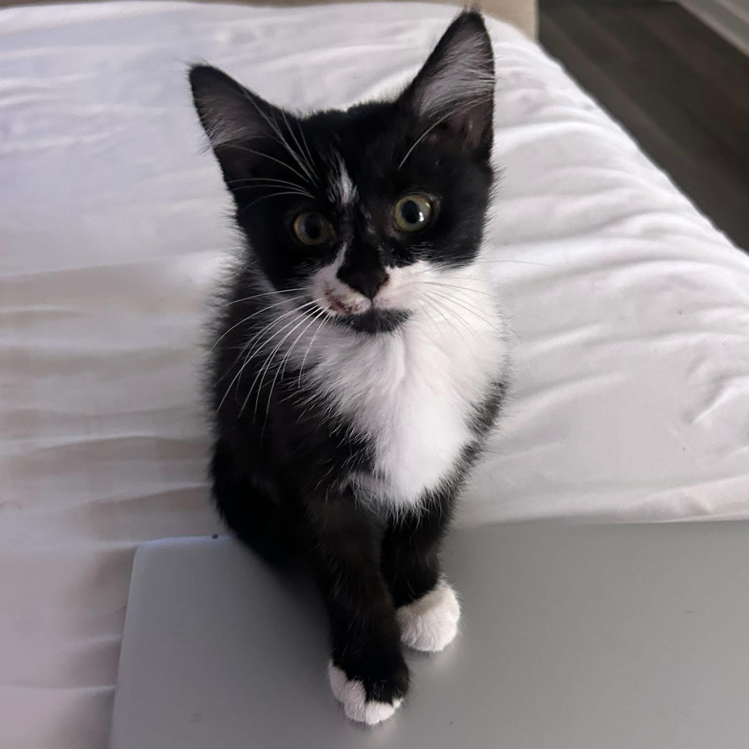 Enlarge Bam, a Adoptable mixed breed in Fort Oglethorpe, GA image 3/3