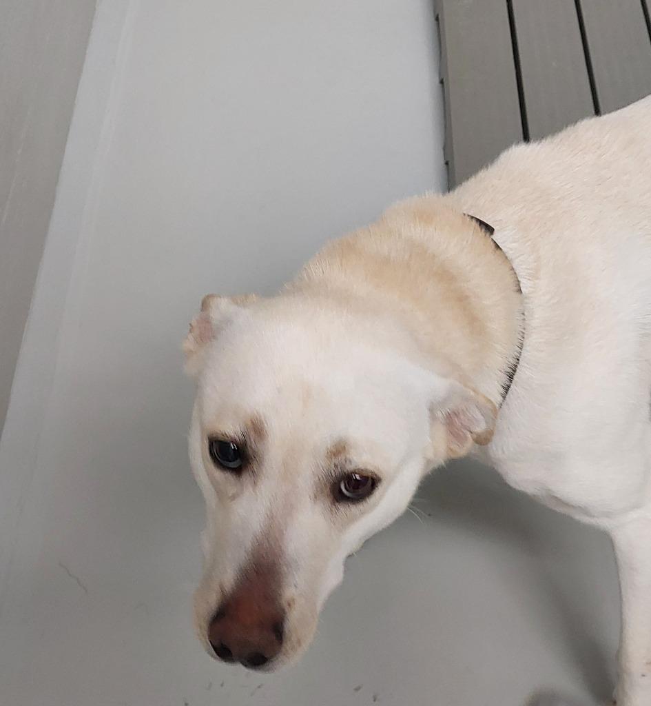 Enlarge Maiken, a Adoptable mixed breed in Mocksville, NC image 1/1