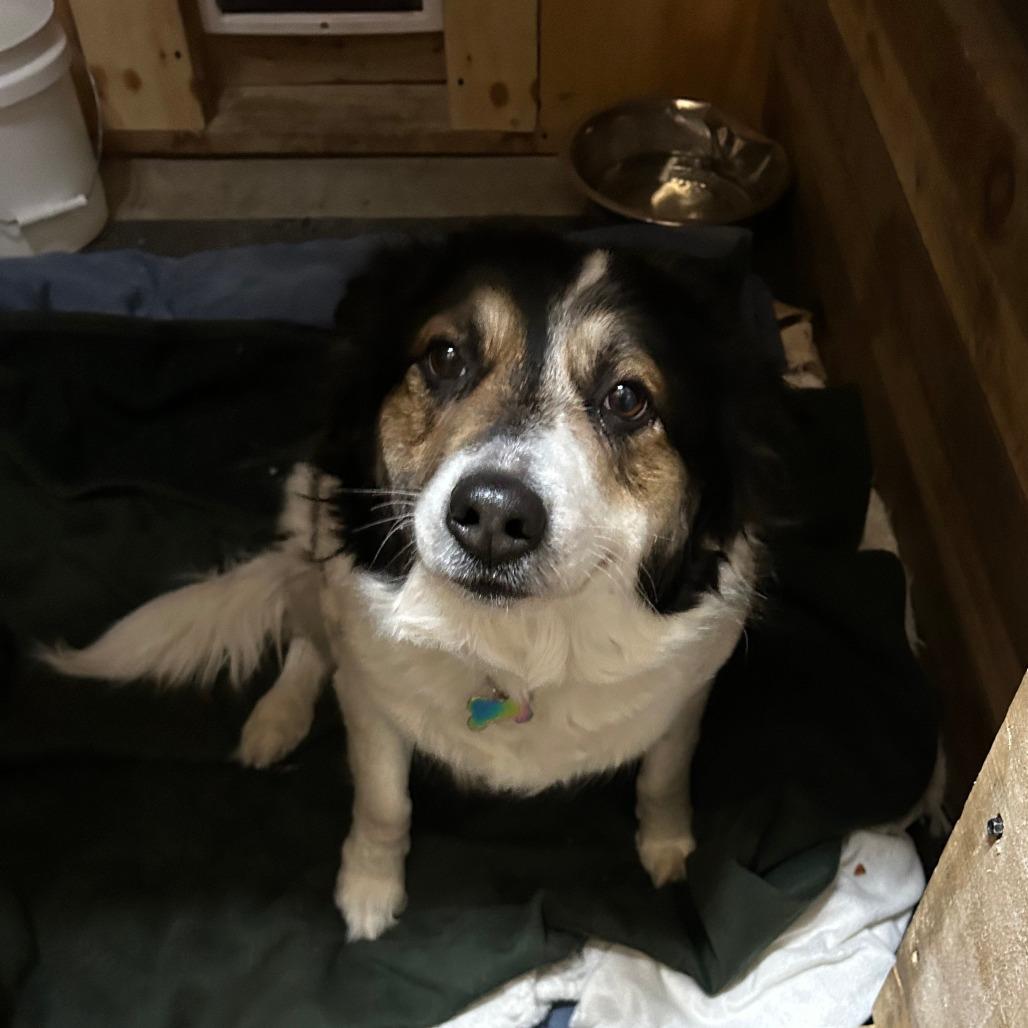 Daisy, a Adoptable mixed breed in Glenfield, NY image 1/2