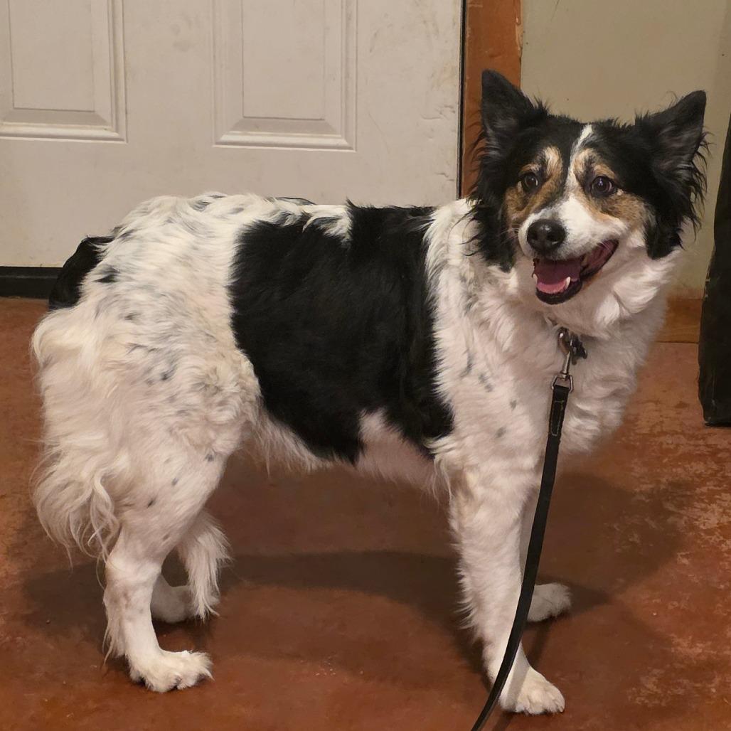 Daisy, a Adoptable mixed breed in Glenfield, NY image 2/2