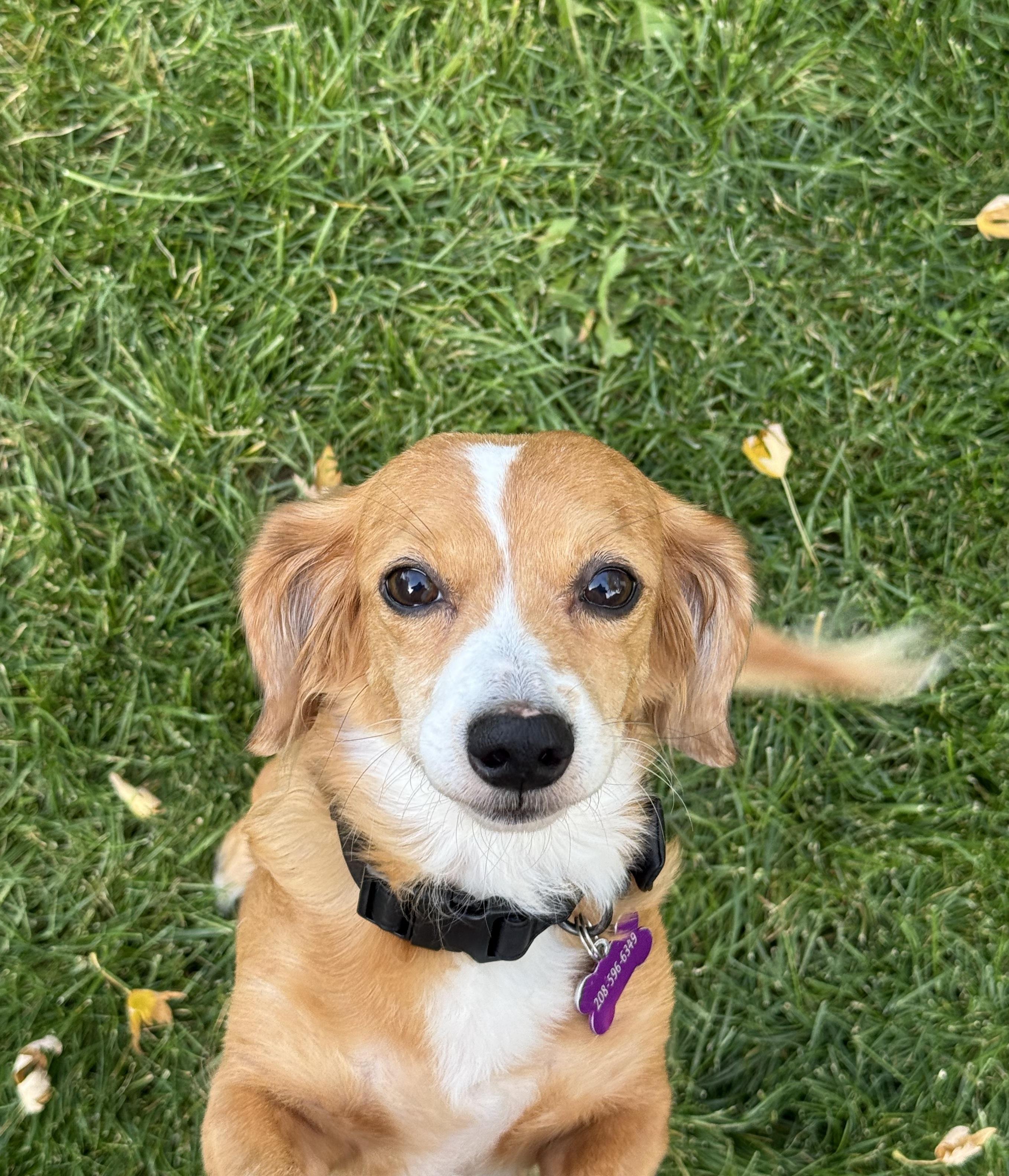 Winnie, adopted, Adult Female Dachshund (Miniature Long Haired).