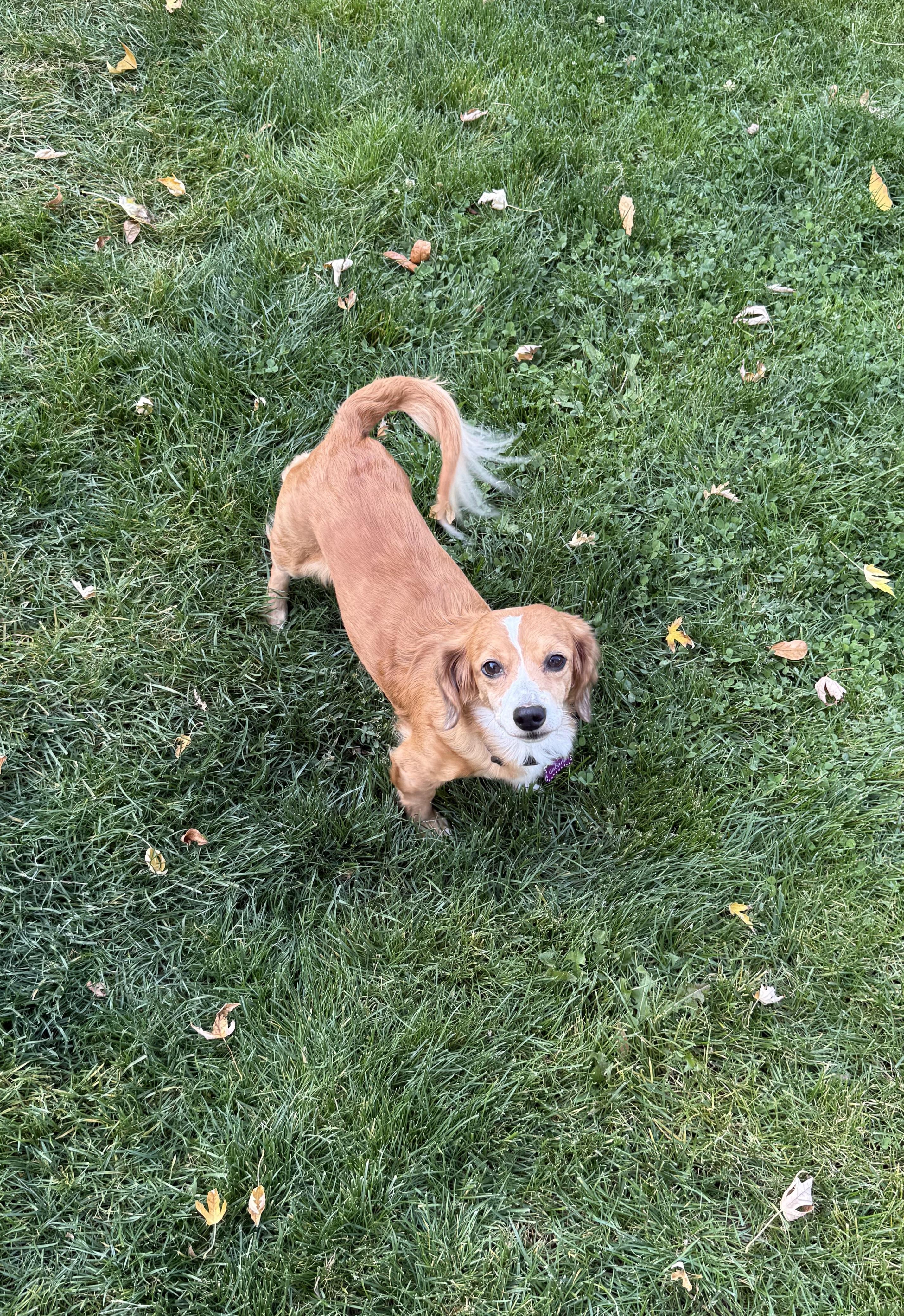 Winnie, an adopted Dachshund (Miniature Long Haired) in Eagle, ID image 2/4