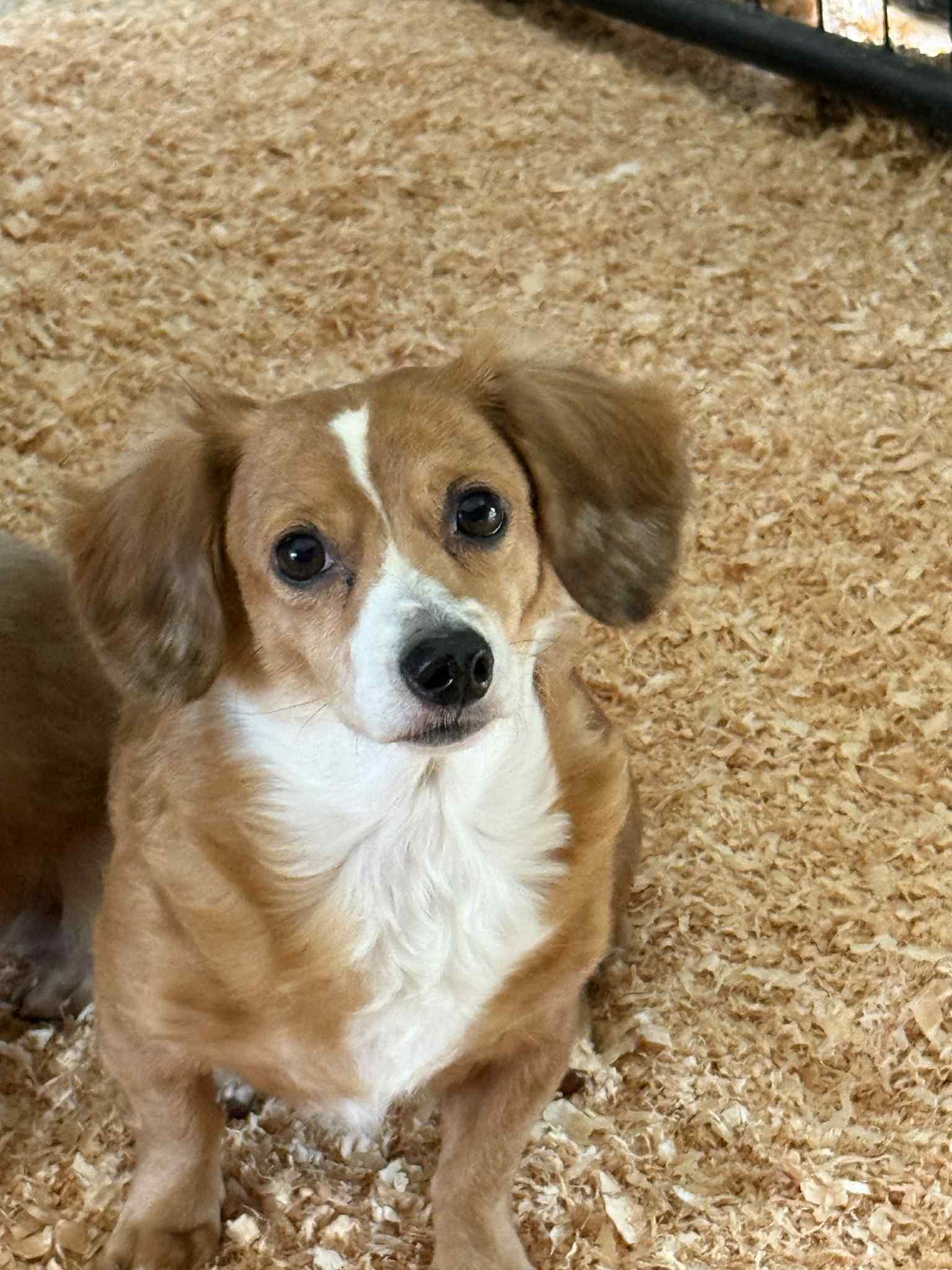 Winnie, an adopted Dachshund (Miniature Long Haired) in Eagle, ID image 3/4