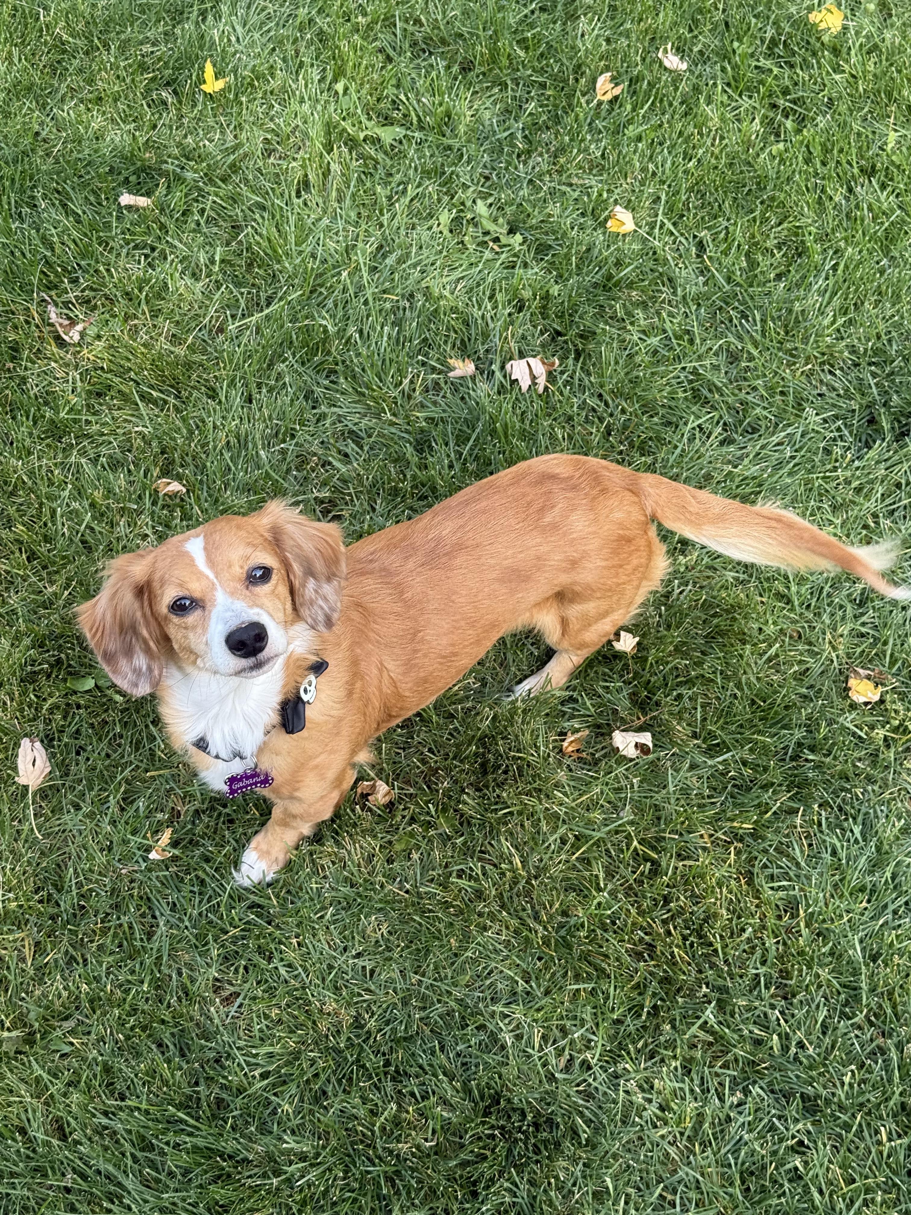 Winnie, an adopted Dachshund (Miniature Long Haired) in Eagle, ID image 4/4