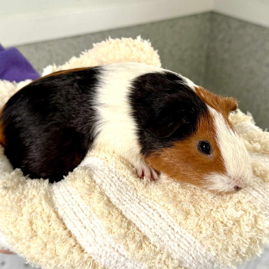 Enlarge Rowan, a Adoptable Guinea Pig in Freeport, FL image 1/5
