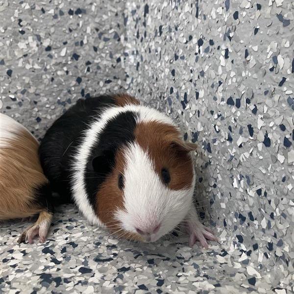 Enlarge Rowan, a Adoptable Guinea Pig in Freeport, FL image 2/5