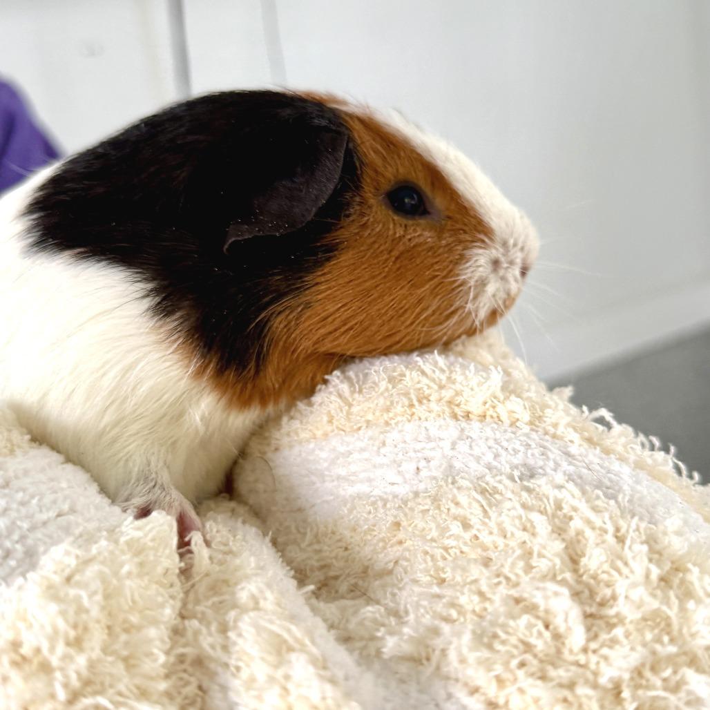 Enlarge Rowan, a Adoptable Guinea Pig in Freeport, FL image 4/5