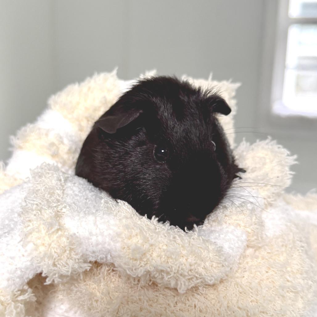 Enlarge Rowan, a Adoptable Guinea Pig in Freeport, FL image 5/5