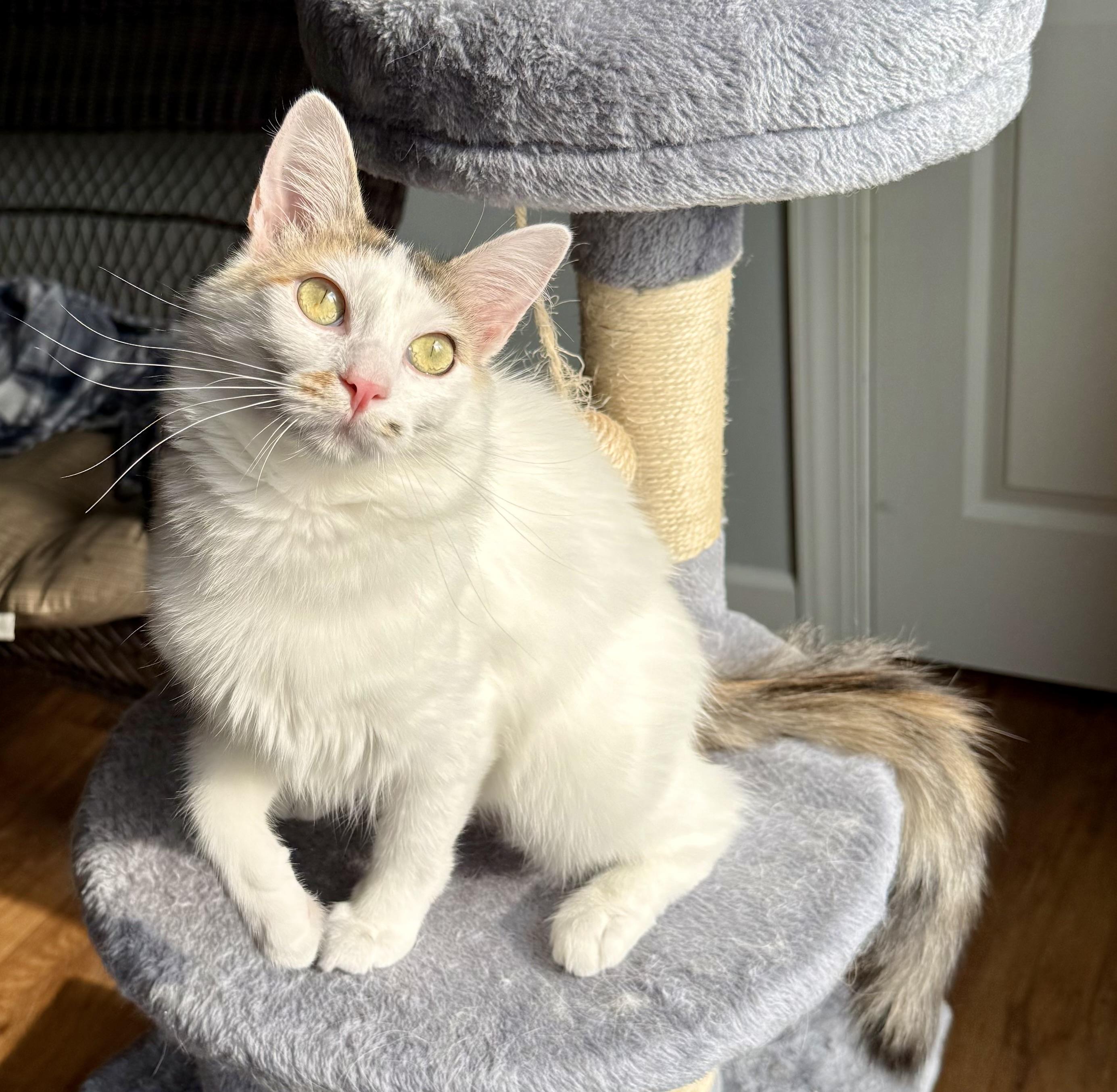 Chanel, Adopted, Adult Female Turkish Van.