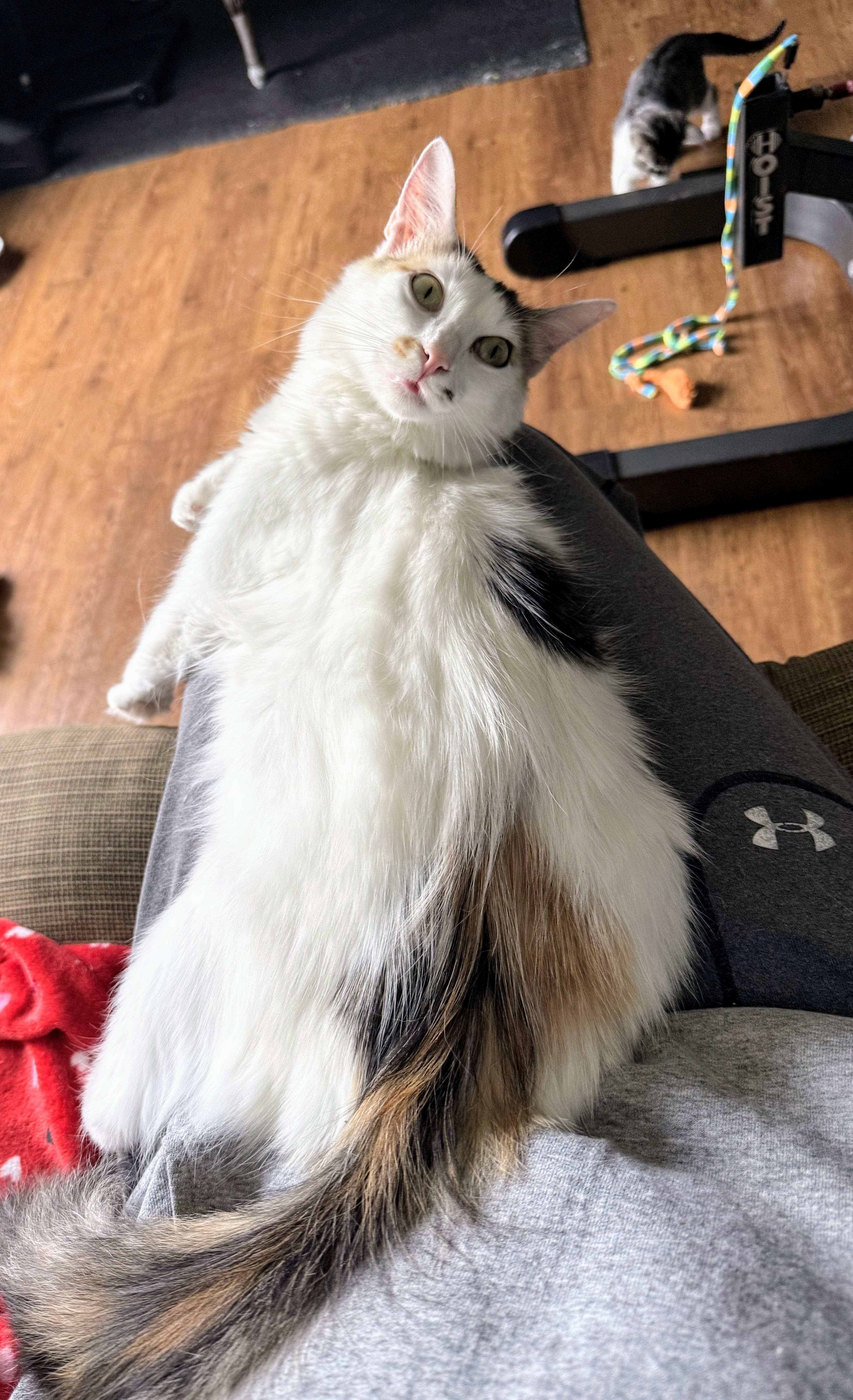 Enlarge Chanel, a Adopted mixed breed in Des Moines, IA image 4/4