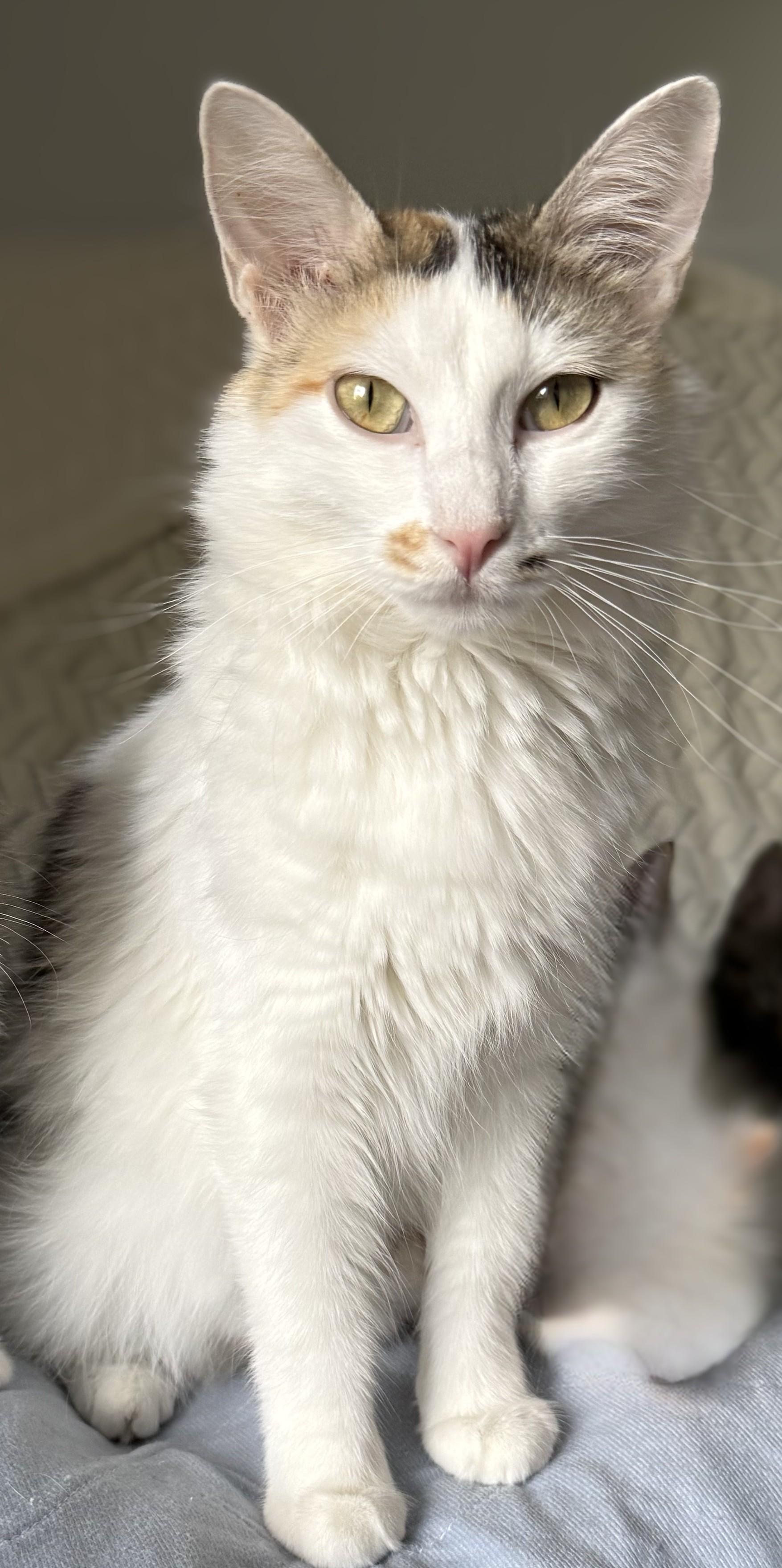 Enlarge Chanel, a Adopted mixed breed in Des Moines, IA image 2/4