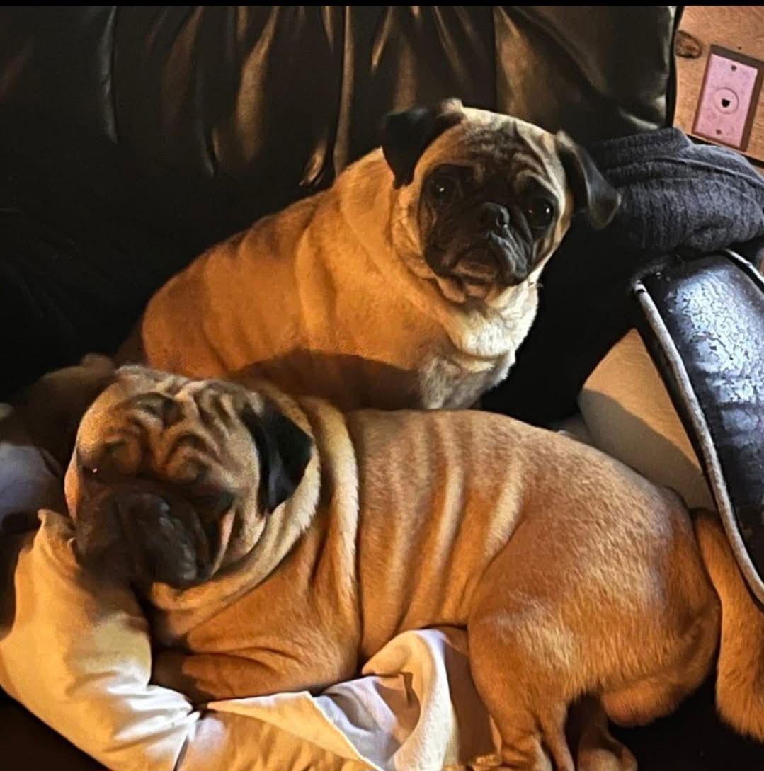 Enlarge Sid of Sid &amp; Nancy, a Adoptable Pug in San Bernardino, CA image 1/3