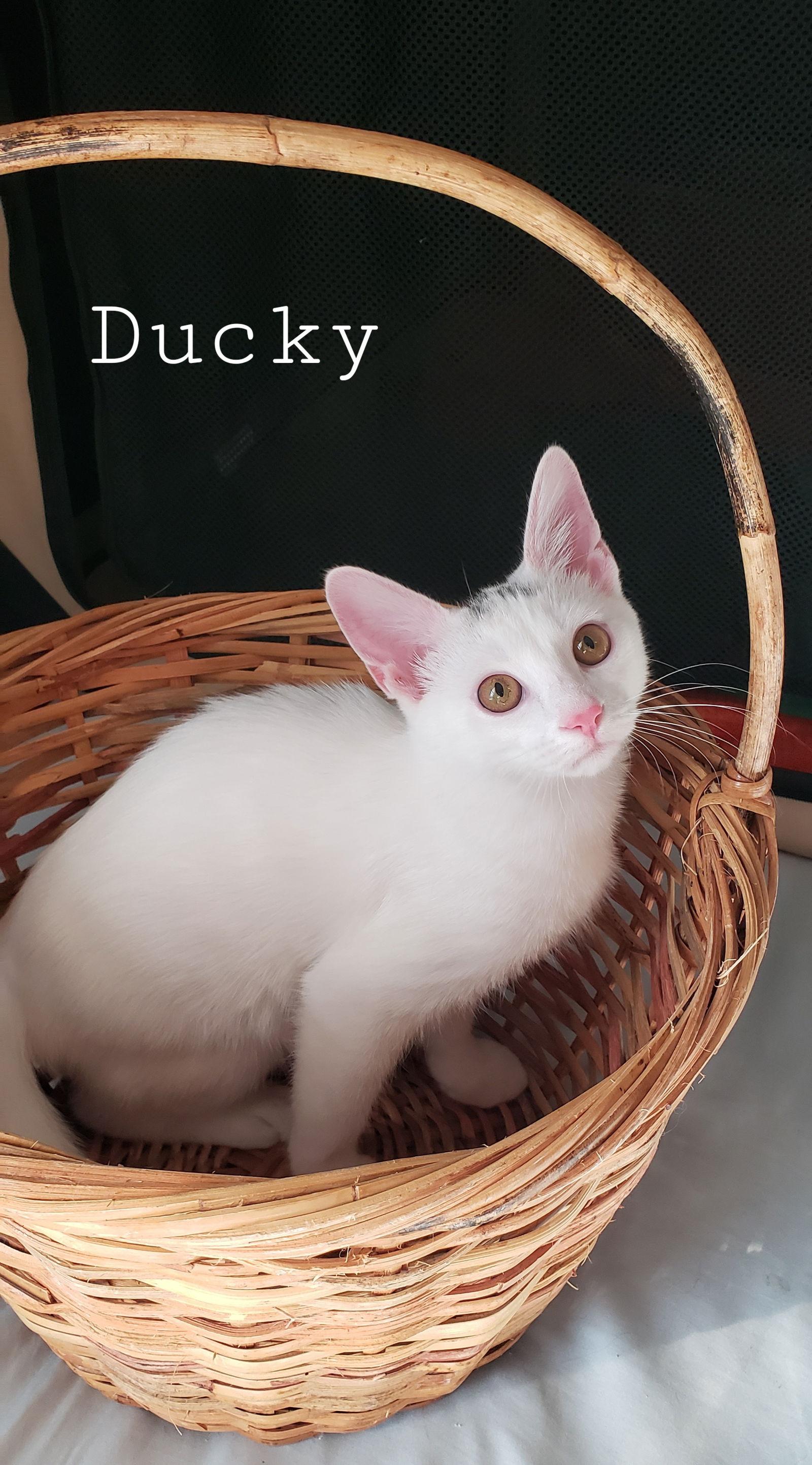 Ducktail thumbnail 2