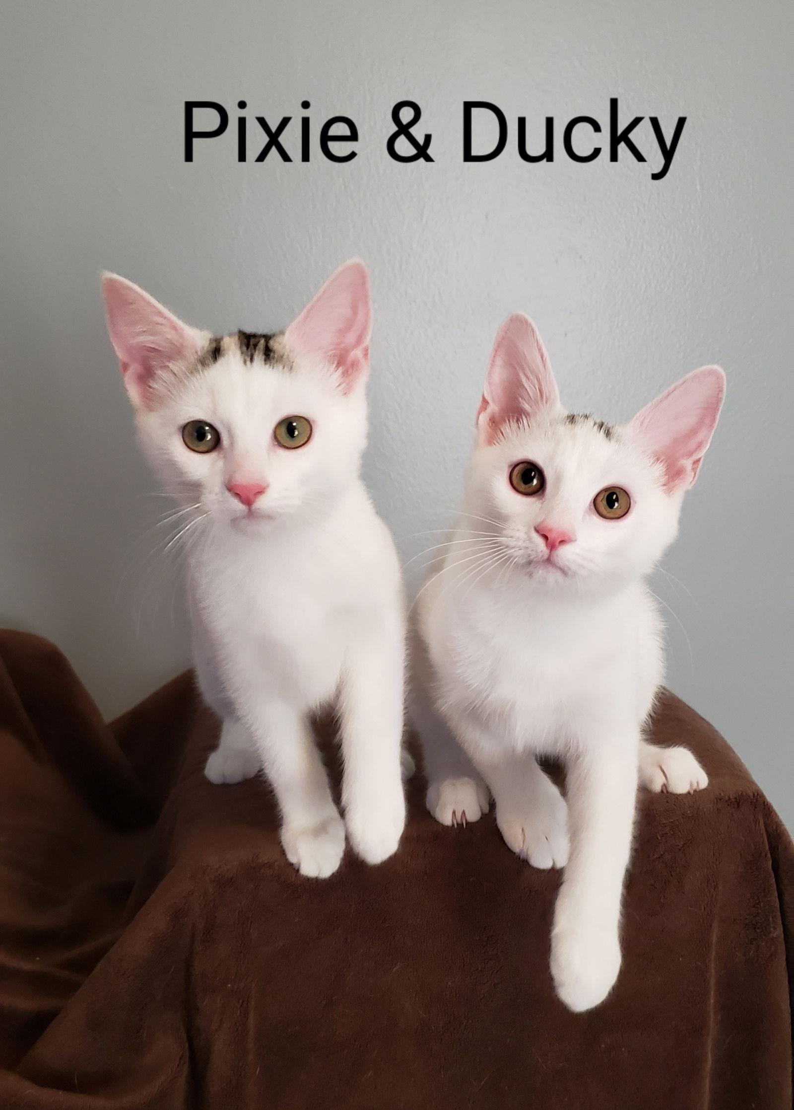 Ducktail thumbnail 3