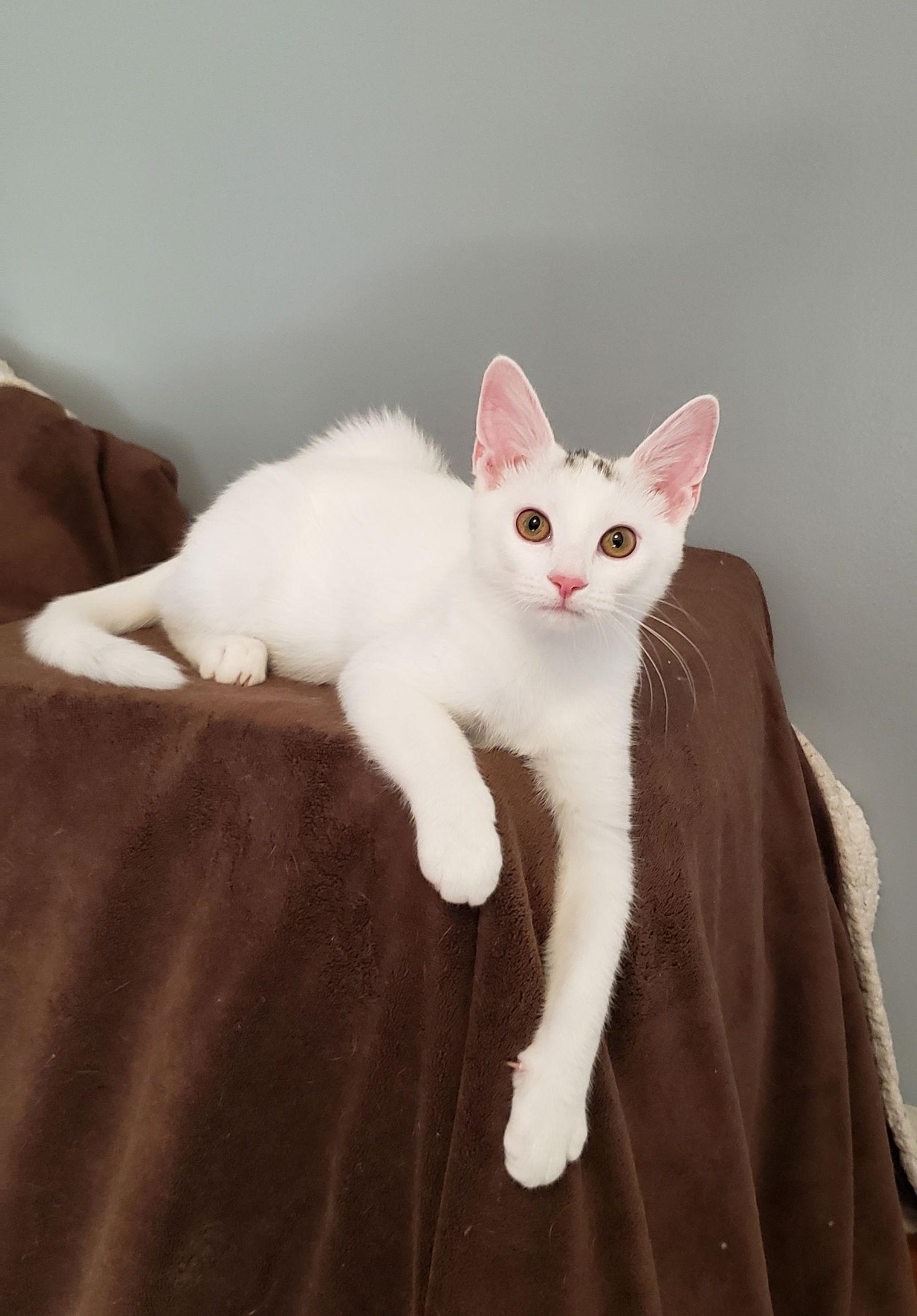 Ducktail thumbnail 4