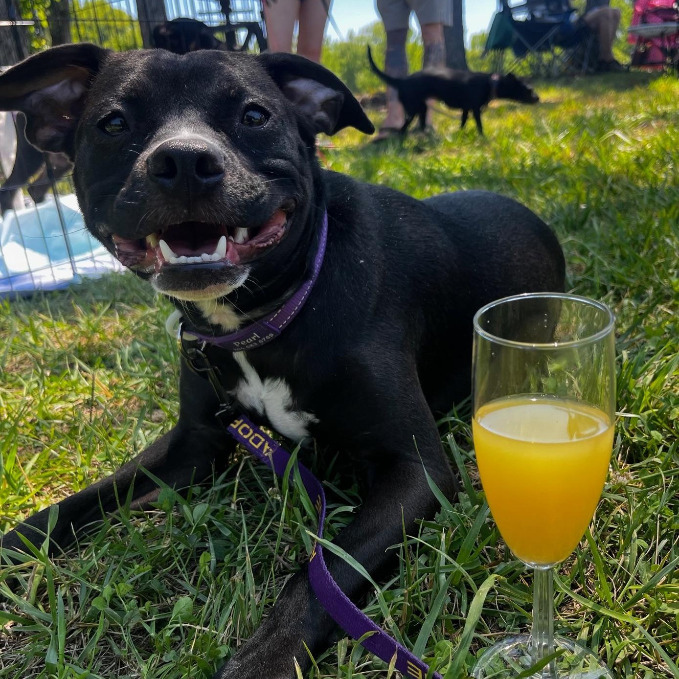 Pearl, a Adoptable mixed breed in Richmond, VA image 2/6