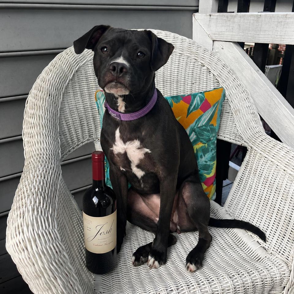 Pearl, a Adoptable mixed breed in Richmond, VA image 6/6
