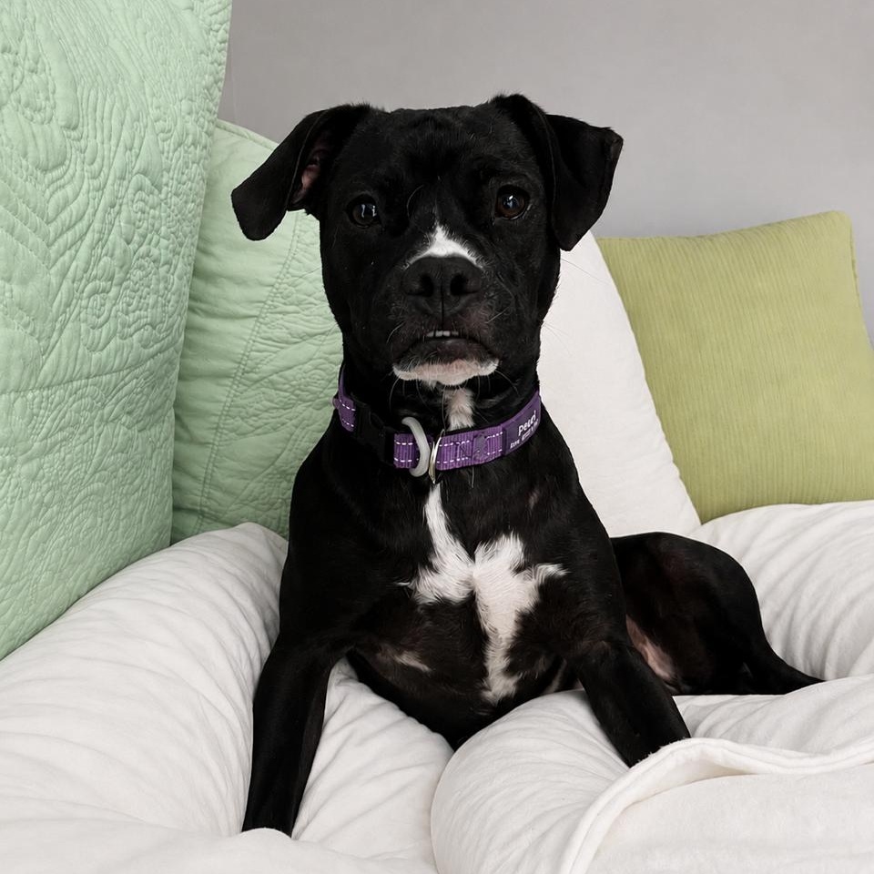 Pearl, a Adoptable mixed breed in Richmond, VA image 1/6